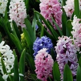 Sadnja zumbula u jesen u predgrađu na otvorenom tlu